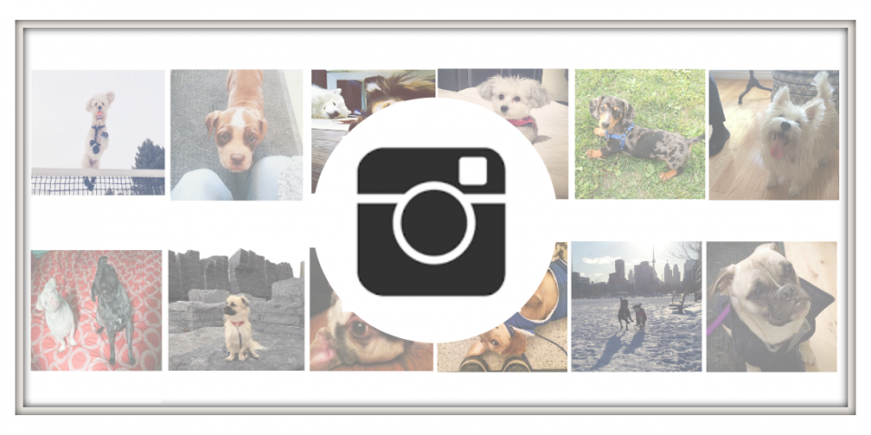 instadog-slider